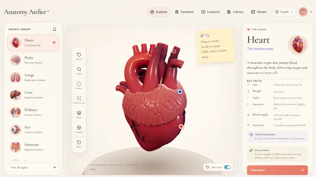 Anatomy Atelier Website Screenshot